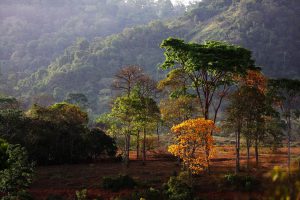 Restauração florestal é meta no estado do Pará. 